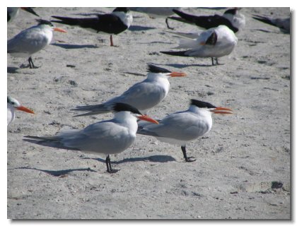 Florida 2006 (14)